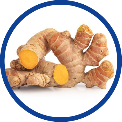 鮮やかな黄金ウコン