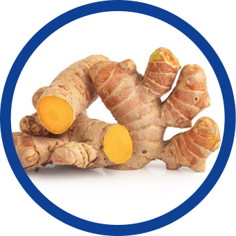 鮮やかな黄金ウコン