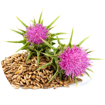 ミルクシスルエキス粉末