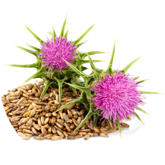 ミルクシスルエキス粉末